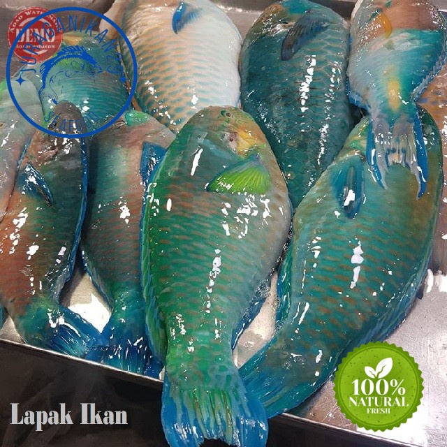 

Ikan Kaka Tua Farrot Segar 1~Kilogram