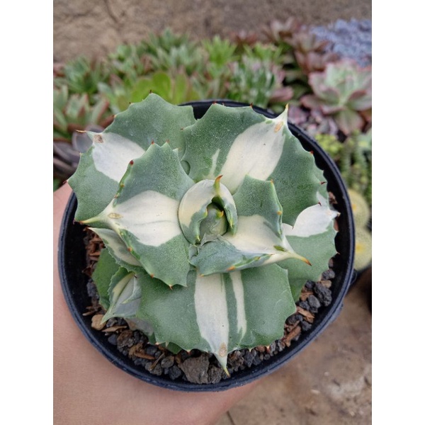 agave Shoji raijin varigata (putih)