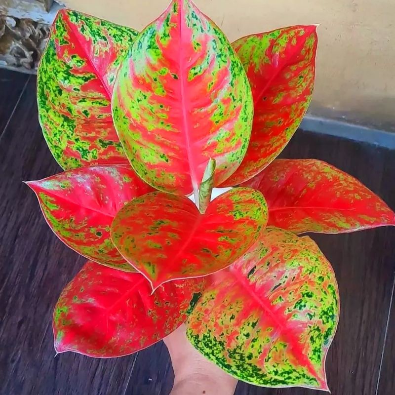 Aglonema Mahasety Tanaman Hias Bunga Aglaonema Murah Merah BUKAN bonggol bibit - tanaman hias hidup 