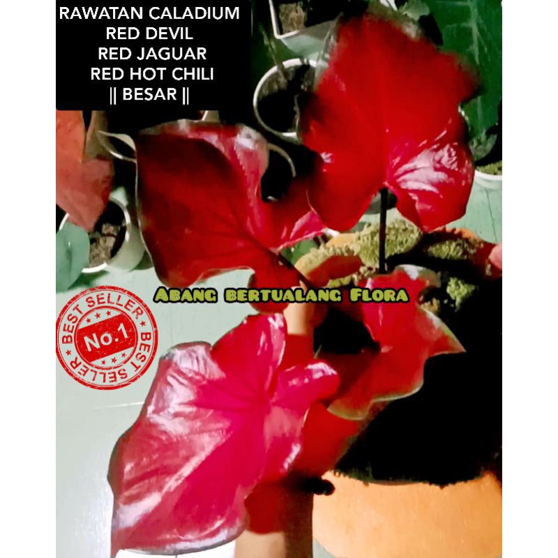 RAWATAN CALADIUM RED DEVIL / RED JAGUAR / RED HOT CHILI || Item BESAR || KELADI HIAS TERCANTIK 2020
