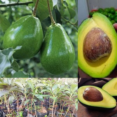 Bibit Alpukat Mentega