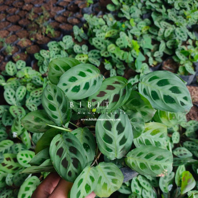 Bibit Tanaman Hias Calathea Levonero/ Calathea Kupu-Kupu