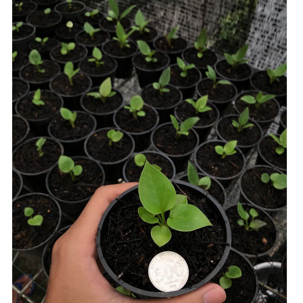 Bibit Jemani Varian Cobra