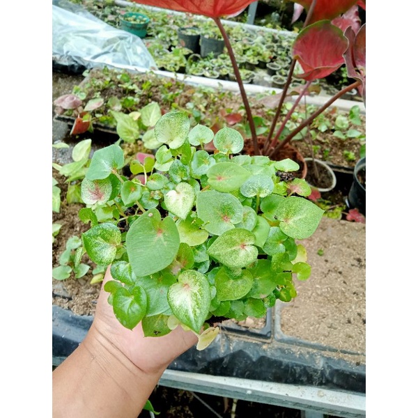 keladi hibrid dari biji