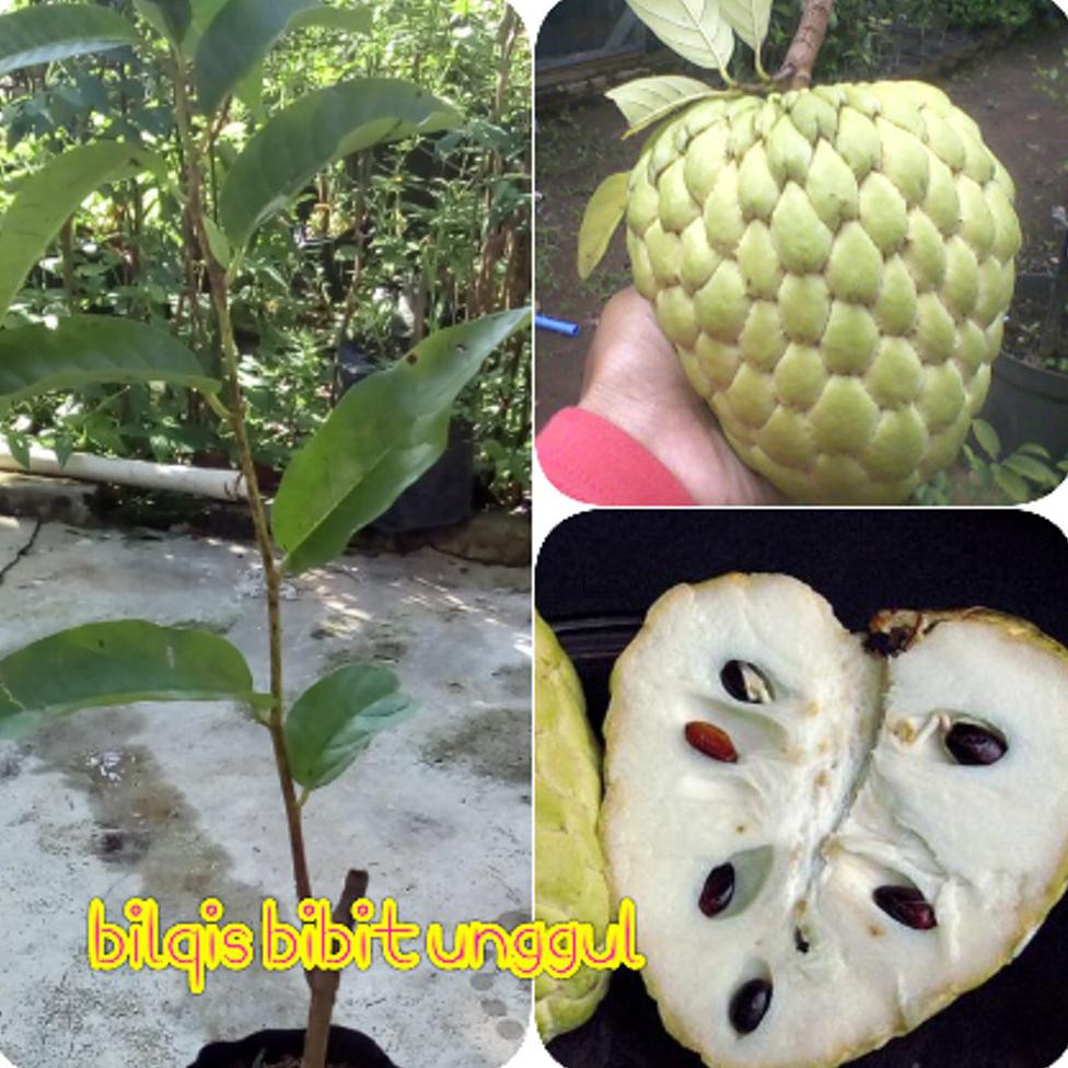 Bibit Buah Bibit Buah Srikaya Jumbo *_@