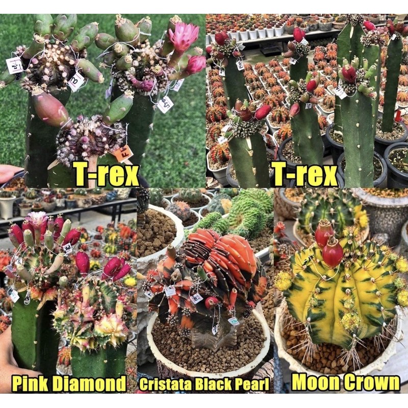 Gymno Mihanovichii T-rex X Gymno Miha Pink Diamond+Moon Crown+Black Pearl Cristata seeds (import)