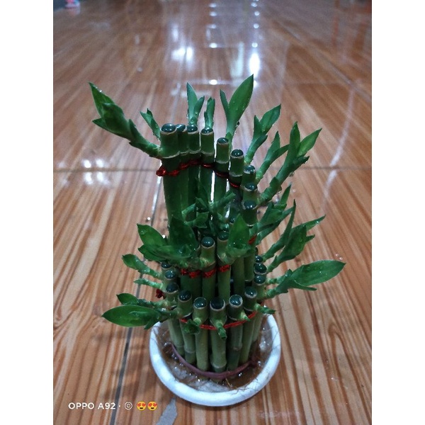 TANAMAN BAMBU HOKI LUCKY BAMBU MODEL SPIRAL