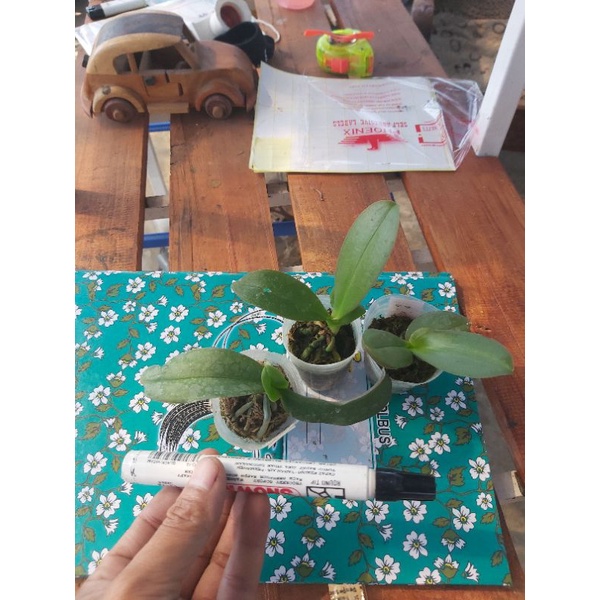 anggrek bulan  seedling