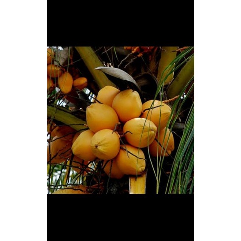 

PROMO Buah Klapagading Muda Segar (1Buah) = 600-1000GRAM