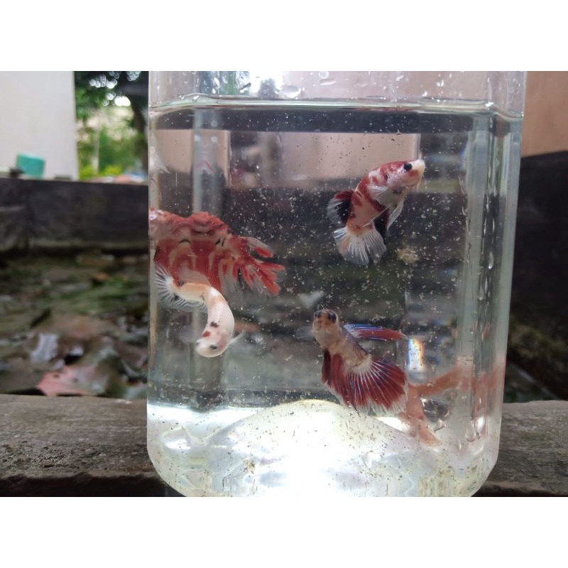 

IKAN CUPANG Koi/Nemo random