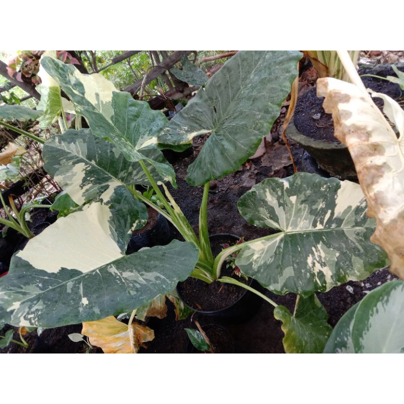 sente variegata indukan / keladi variegata