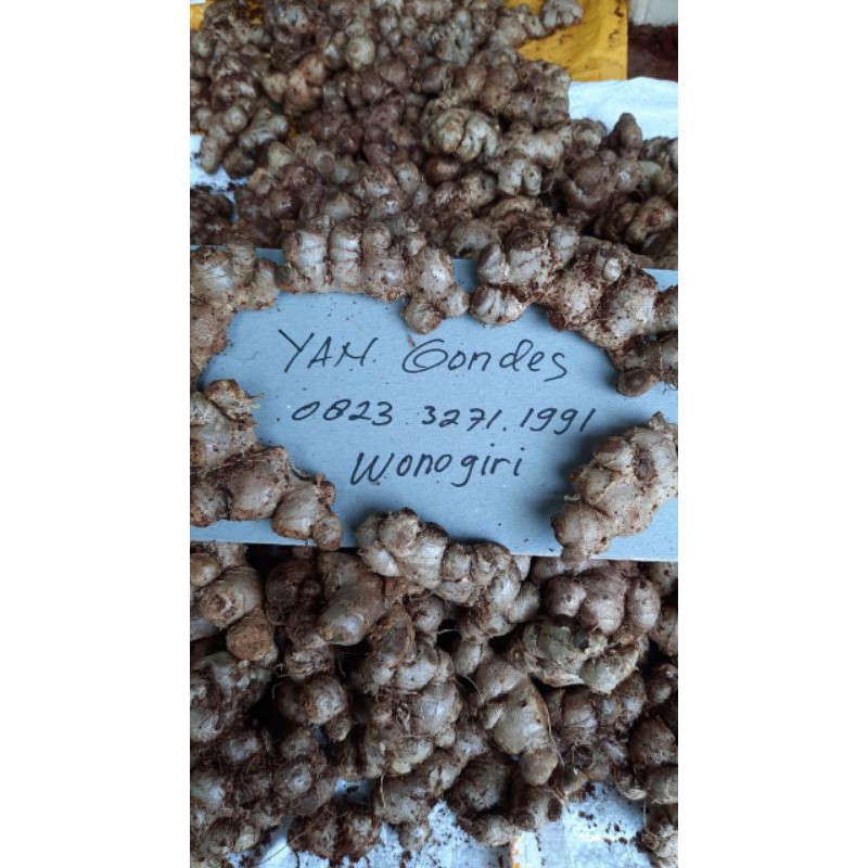 Kunyit Hitam asli 1/2kg (KAEMPFERIA PARVIFLORA)