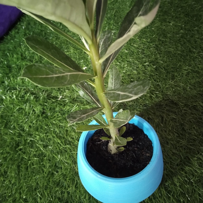 

bibit bunga adenium bunga jepang