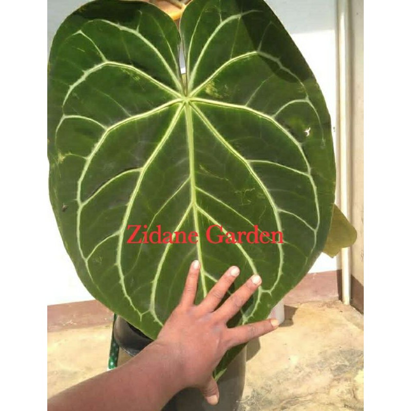 tanaman anthurium magnificum batang kotak