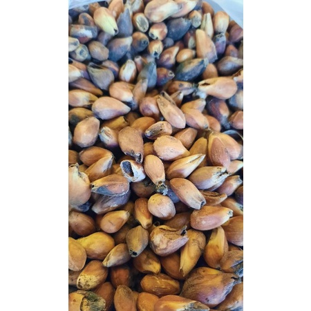 Benih biji Tanaman Pohon Gmelina-jati putih 100gr /benih bibit/benih biji