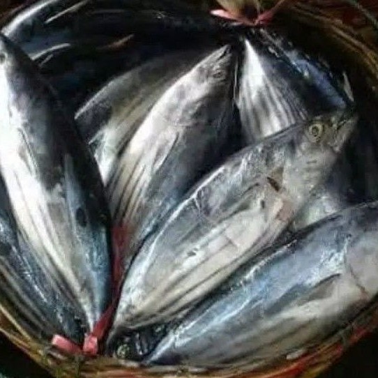 

ikan cakalang fresh 1kg