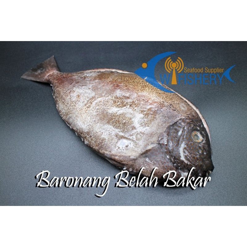 

Ikan Baronang Belah Bakar