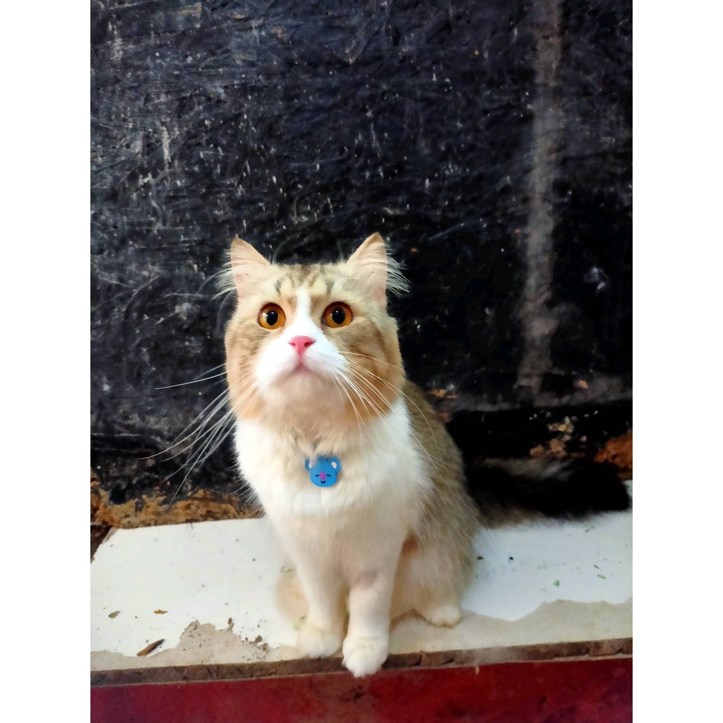 Kalung Kucing Anjing Kelinci Motif BTS Lucu Kalung Tali FEZONE