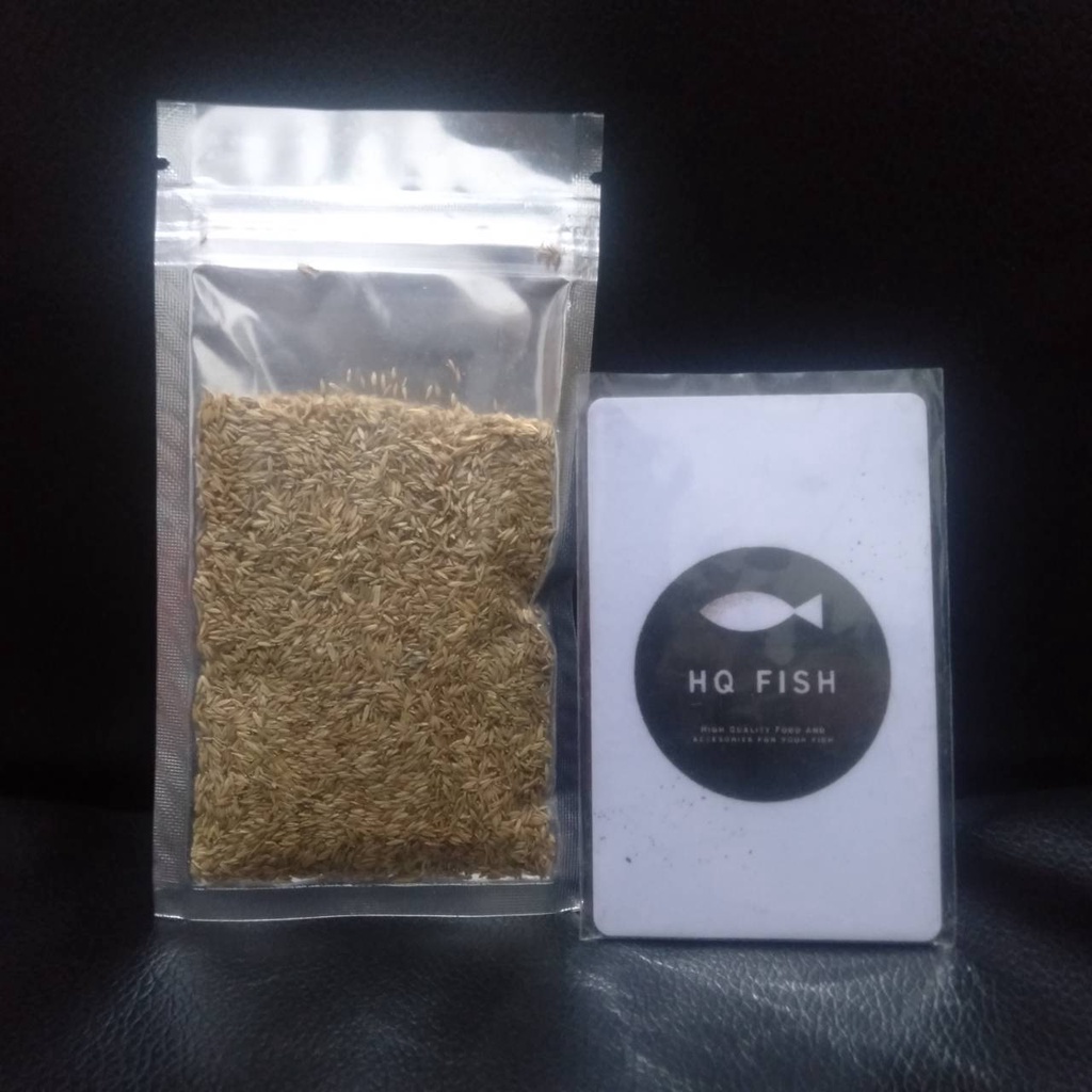 BIBIT SMALL FESCUE 8GR TANAMAN AQUASCAPE BIBIT CARPET SEED