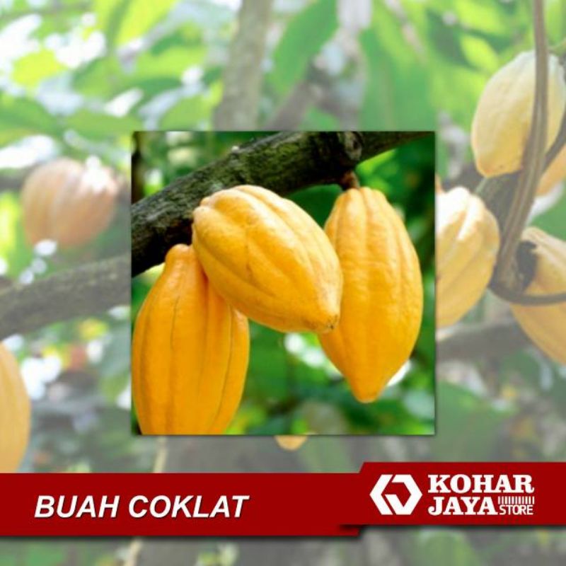 

buah Cacao / buah coklat petik langung 1kg