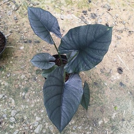 alocasia nebula Elaine