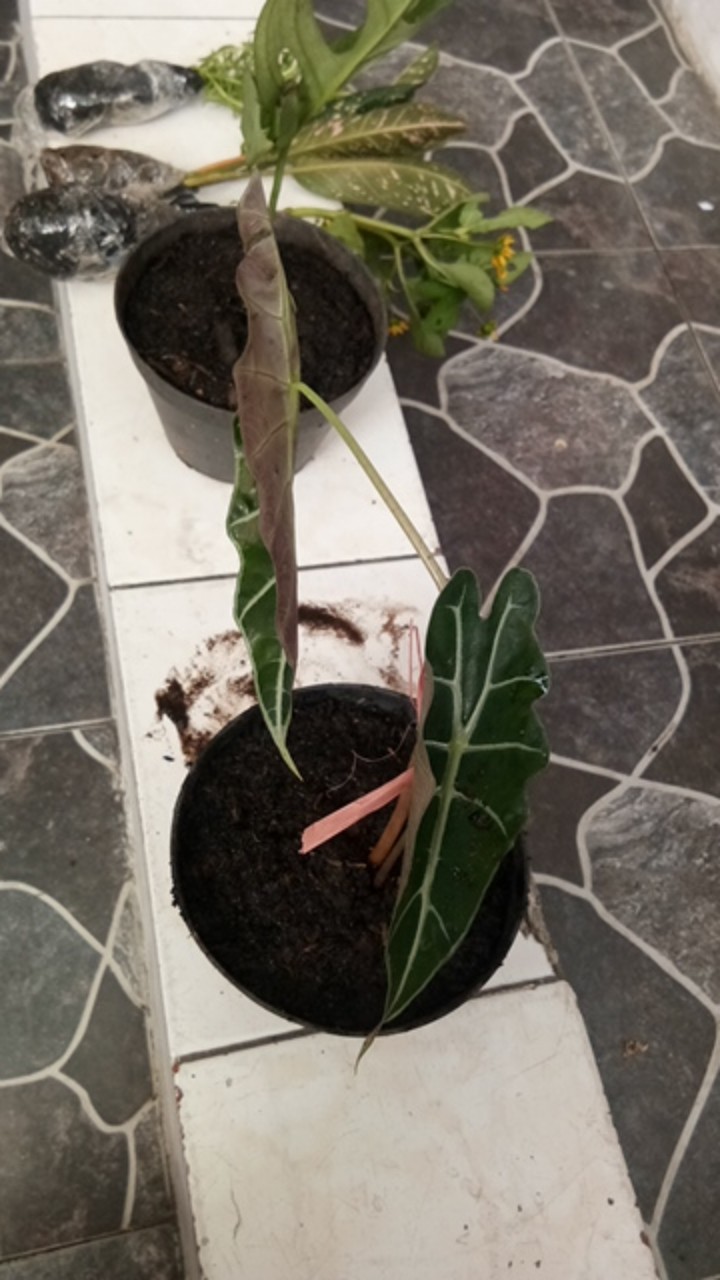 Tanaman hias Alocasia Amazon keladi amazon caladium Tanaman hias Alocasia Amazon keladi amazon caladium