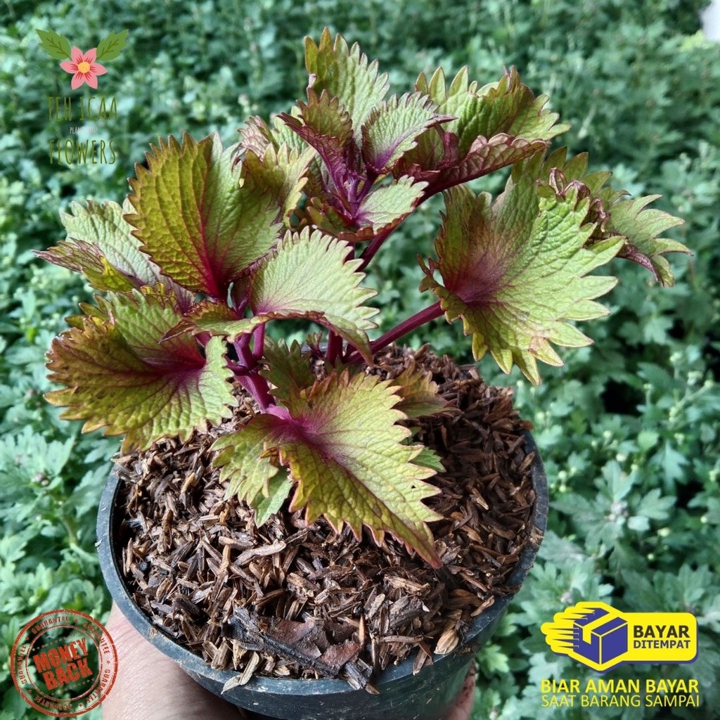 TANAMAN HIAS MIANA PREMIUM MIANA EKOR CUPANG KUNING HIJAU UNGU TANAMAN MIYANATANAMAN HERBAL