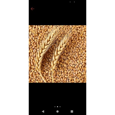

Biji Gandum/Wheatgras