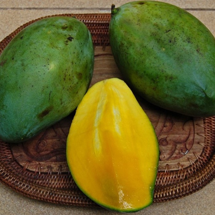 Bibit Tanaman Buah MANGGA MANALAGI Premium