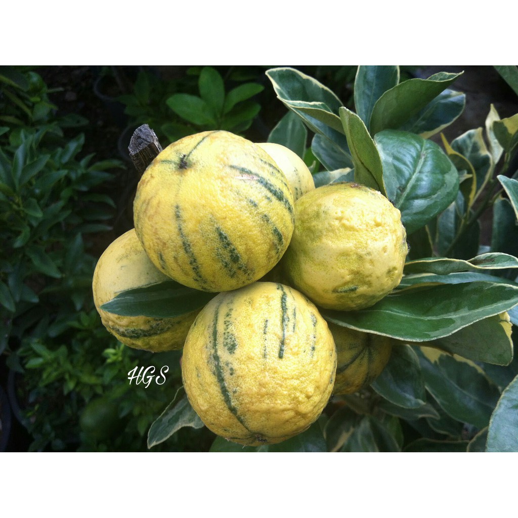 PROMO Tanaman jeruk sunkist varigata super jumbo cepat berbuah