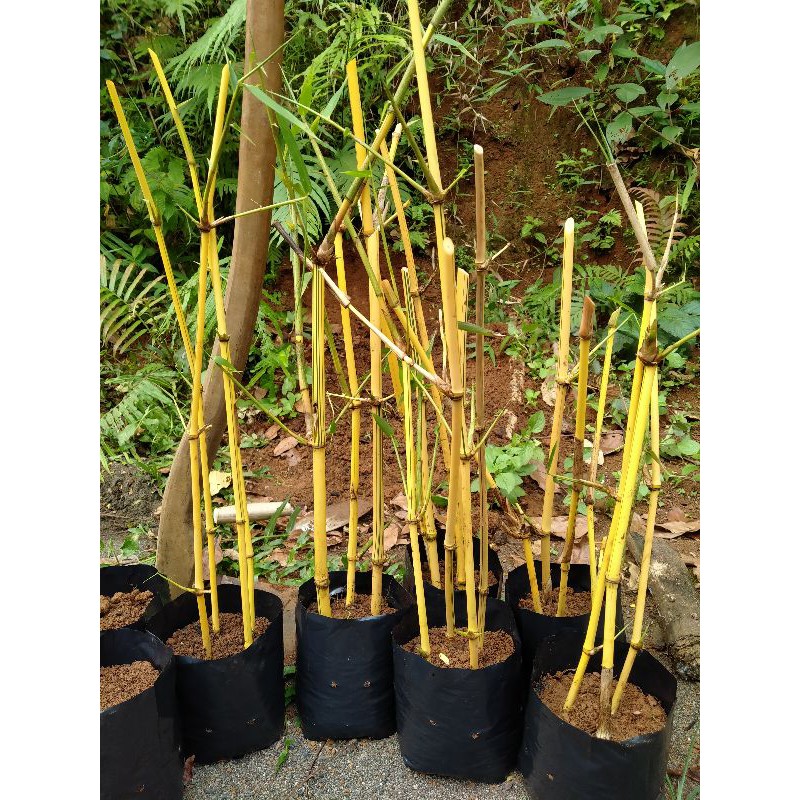 Bibit Bambu Kuning / Ampel Kuning