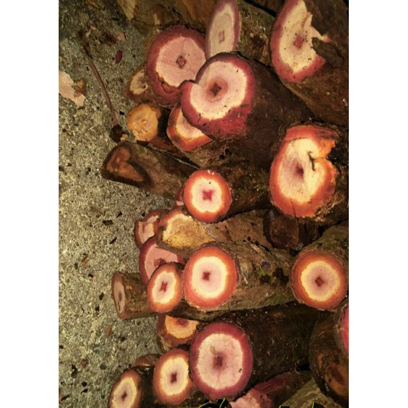 

BAJAKAH KALAWIT SUPER UKURAN 1 KG ( CACAHAN KERING SIAP REBUS )