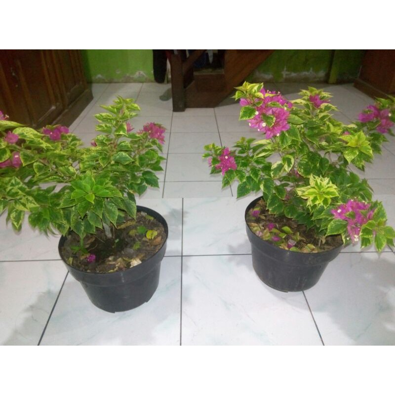TANAMAN HIAS BOUGENVILLE SINGAPORE VARIGATA ORIGINAL ( BIBIT )