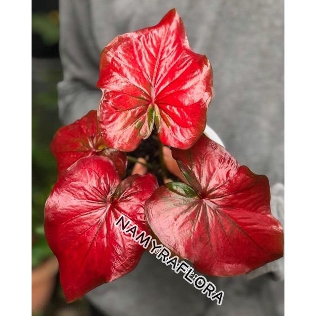 umbi caladium red stardust