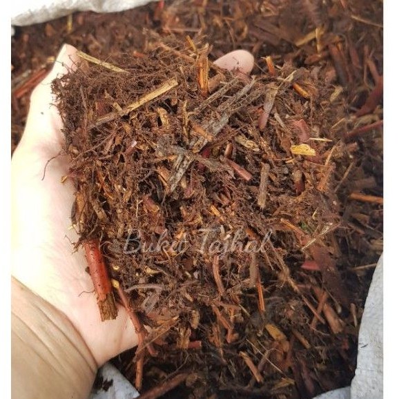 Humus / Media Tanam Pakis Andam