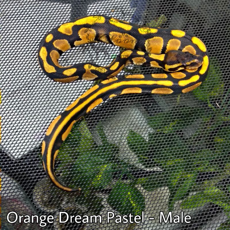 Ball Python BP Orange Dream Pastel MALE baby size +/- 35 cm