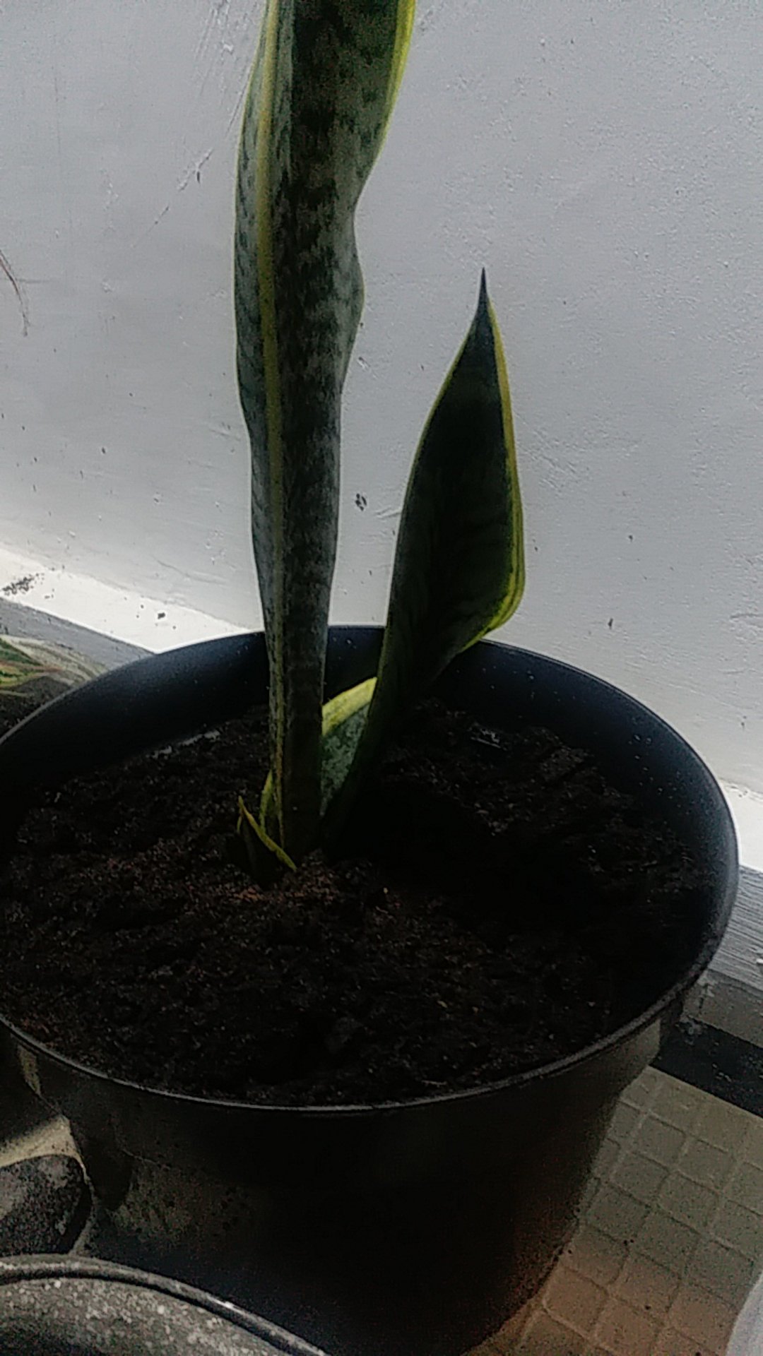 Pot Bunga Plastik Grace 35 Hitam Shopee Indonesia Pot Bunga Plastik Grace 35 Hitam Shopee Indonesia
