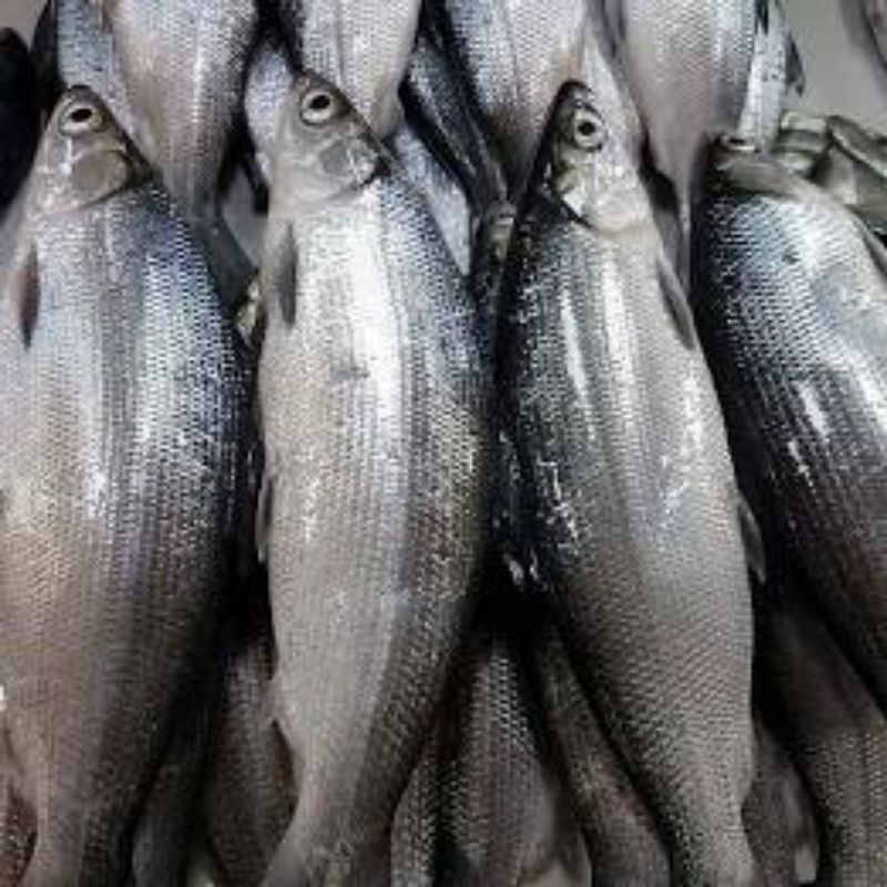 

Ikan Bandeng ukuran 700gr