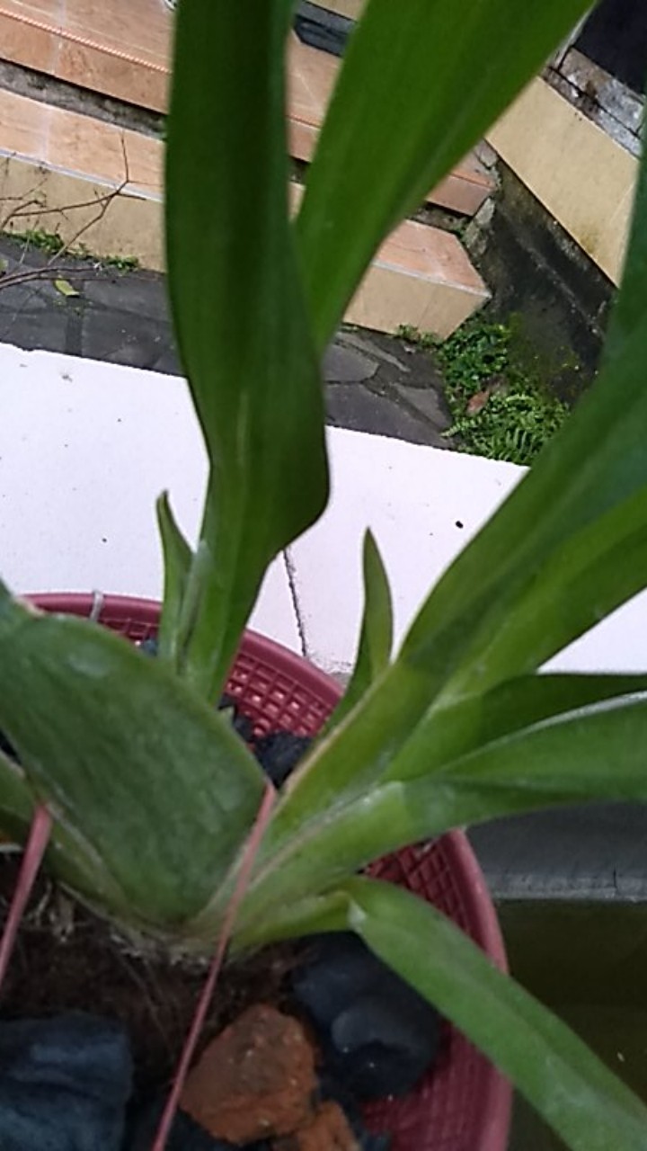 Oncidium Guan Shin Diamond