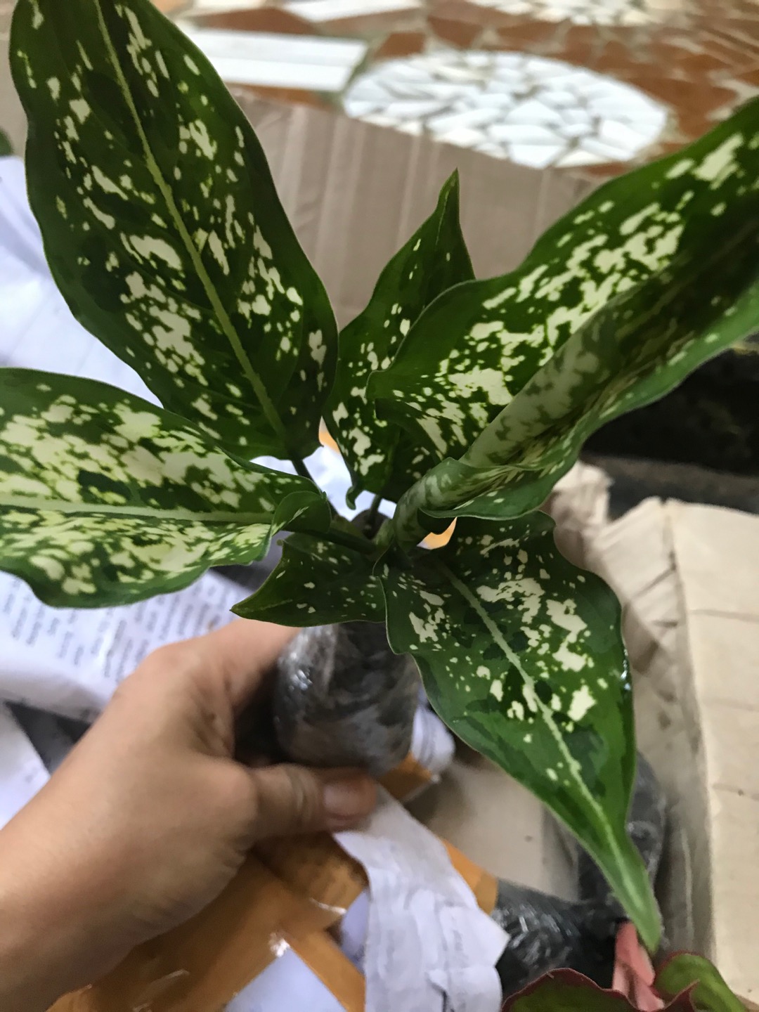 Paket 5 Tanaman Aglonema - Agolaonema - Bunga Aglonema - Paket Aglonema Murah