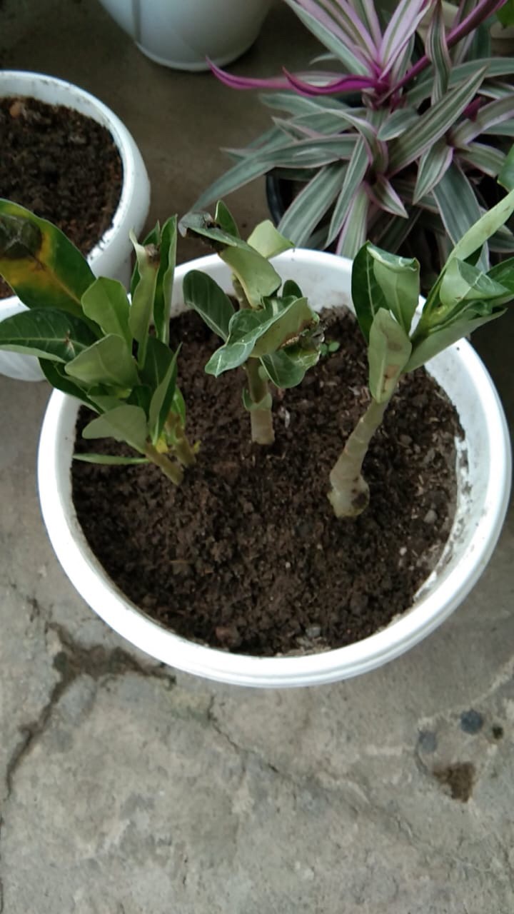 ((newww!!)) Paket 7 Bibit Bunga Tumpuk Adenium - Bibit Kamboja Jepang