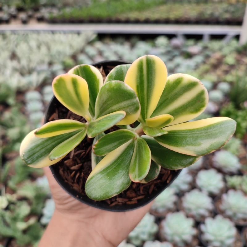 Crassula Ovata/Jade Plant Variegated | D 10cm