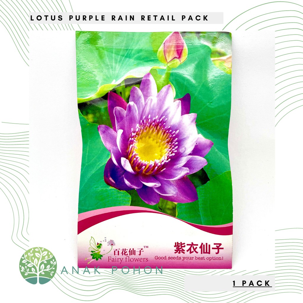 ( 1 PACK ) Benih Bibit Biji - Lotus Seroja Nelumbo nucifera Purple Rain Retail Pack - IMPORT