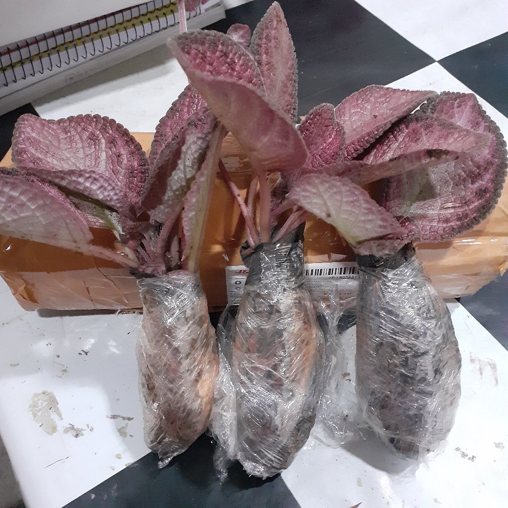 Tanaman Hias Evicia Merah