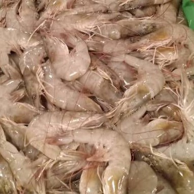 

UDANG PANAME segar