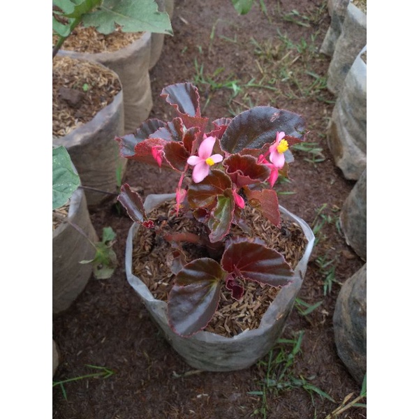 Begonia Daun Coklat
