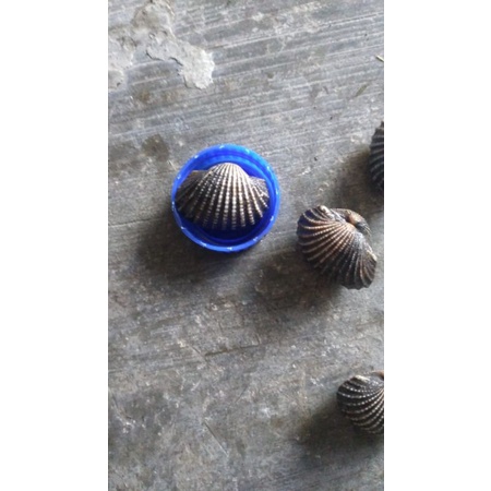 

pusat kerang bulu segar 1kg