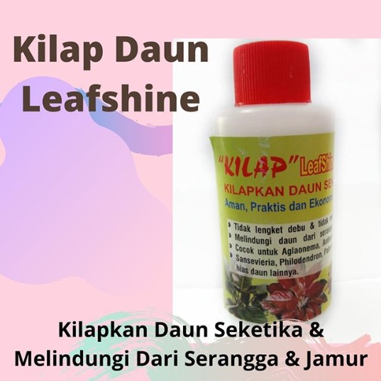 Kilap Daun "Leafshine"⁣ - Kilapkan Daun Seketika⁣ - PENGKILAP DAUN PELINDUNG DAUN