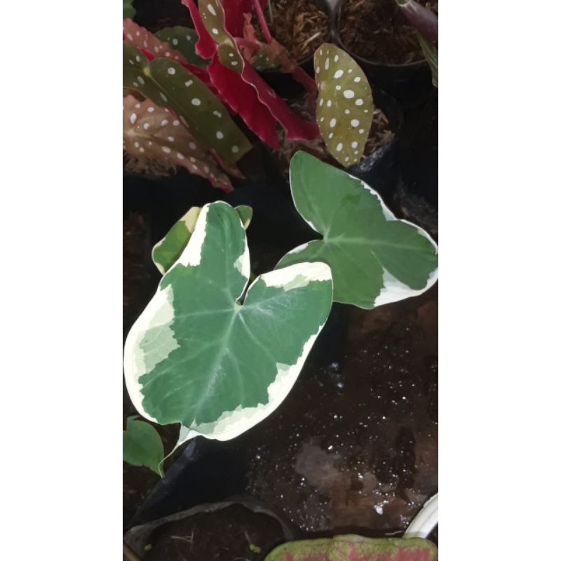 keladi tikus varigata