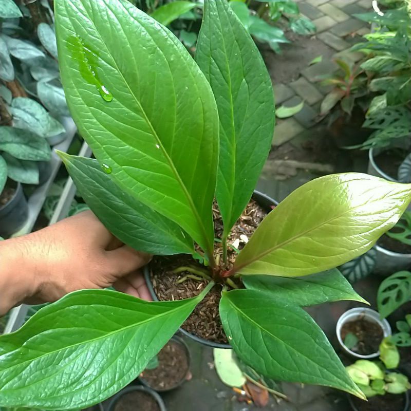 Anthurium Jenmani